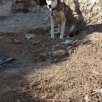 سگ هاسکی|سگ|زهک, |دیوار