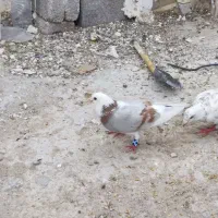 کبوتر