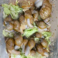 حلزون آچاتینا|خزنده|اصفهان, علی قلی آقا|دیوار