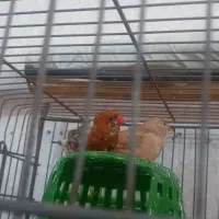 فنج اورنج گل سفید