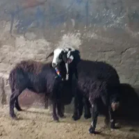 بره ماده کله سفید|حیوانات مزرعه|بروجرد, |دیوار