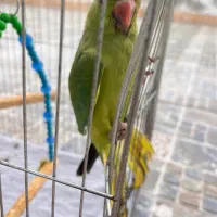 طوطی ملنگو ۱۰۰ روزه