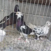 کبوتر