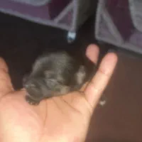 سگپاکوتاهپشمالو|سگ|خان ببین, |دیوار