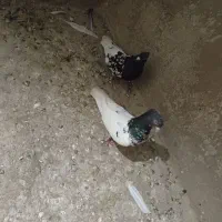 کفتر کله سیاه اصل