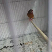 قناری ۲عدد نر درجه یک یک یک دانه ۱۳۰۰