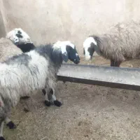 میش داشتی|حیوانات مزرعه|زرقان, |دیوار