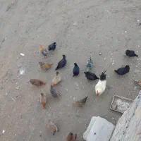 مرغ تخم گذار و محلی