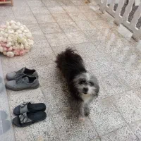 سلام سگ پاپی خانگی