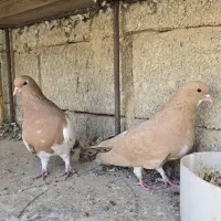 تعدادی شهری و پلاکی|پرنده|کازرون, |دیوار