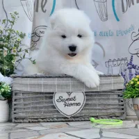 سامویید|سگ|تهران, شهرک آزمایش|دیوار