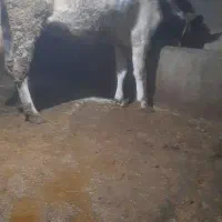 کاو شکم دوم|حیوانات مزرعه|زنجانرود, |دیوار