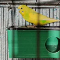 مرغ عشق نر هلندی
