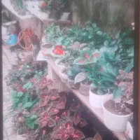 با بهترین قیمت به فروش می‌رسد|گل و گیاه طبیعی|محمدیه-قزوین, |دیوار