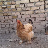 فروش مرغ و خروس محلی