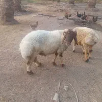 قوچ
