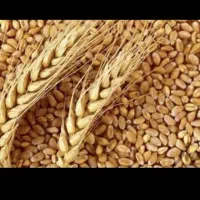 گندم حیدری  و پرس گندم