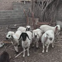 فروش فوری بز و گوسفند|حیوانات مزرعه|هیرمند, |دیوار