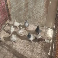 پرشی|پرنده|نطنز, |دیوار