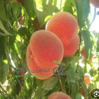 هلو تبریزی پاییزه