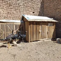 جوجه لاری|حیوانات مزرعه|تبریز, |دیوار