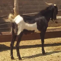 چبوش پاکستانی دودندون