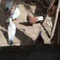 گمشده|پرنده|فرمهین, |دیوار