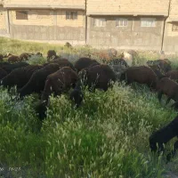 فروش شصت عدد توغلو