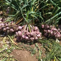 فروش عمده سیر