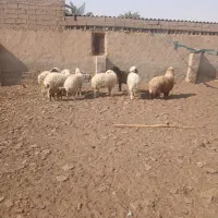 هشت راس گوسفند|حیوانات مزرعه|اهواز, کارون|دیوار