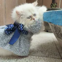 بچه گربه پرشین
