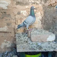 پلاکی مسافتی