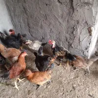 خروس|حیوانات مزرعه|شوشتر, |دیوار