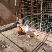 اشعل سرخ و پرستو نر