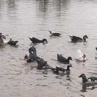 اردک اسرائیلی