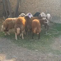 ۶عدد بره نر