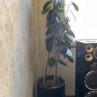 فیکوس سبز مشکی ۲رنگ