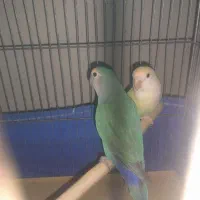 طوطی برزیلی نر
