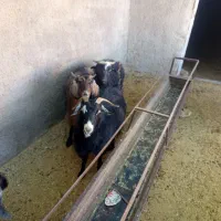 بز محلی|حیوانات مزرعه|قائن, |دیوار