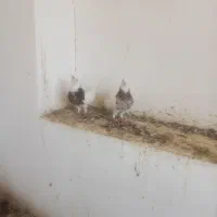 طوقی کاکلی فولادی سرخ