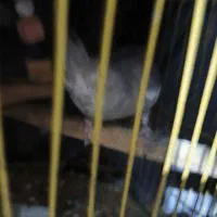 عروس هلندی|پرنده|بندرعباس, |دیوار