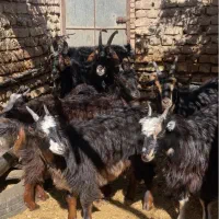 بره.بزغاله.میش.بز.گوسفند|حیوانات مزرعه|گرمسار, |دیوار