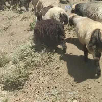 بره عشایری
