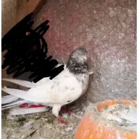 پرنده|حراج|ایذه, |دیوار