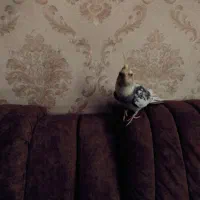 عروس هلندی گمشده|حیوانات|قشم, |دیوار