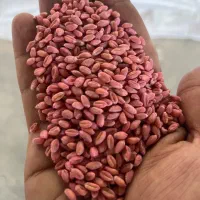 بذر گندم اصلاح شده گواهی، مادری با کود تشویقی