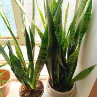 گل وگیاه|گل و گیاه طبیعی|یاسوج, |دیوار