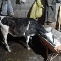 لیشه دورگ|حیوانات مزرعه|رشت, آب آسیاب|دیوار