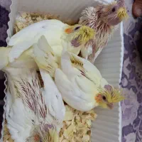 جوجه عروس هلندی لوتینو|پرنده|تهران, باشگاه نفت|دیوار