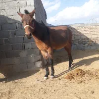 قاطر|اسب و تجهیزات اسب‌سواری|بسطام, |دیوار